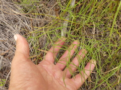 Nanobubon capillaceum