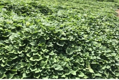 Ipomoea batatas batatas