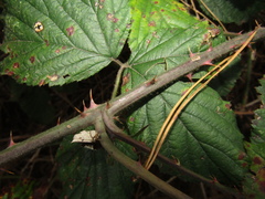 Rubus bifrons