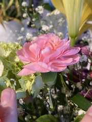 Dianthus caryophyllus