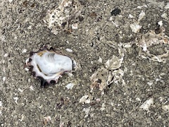 Saccostrea glomerata