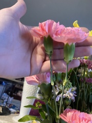 Dianthus caryophyllus