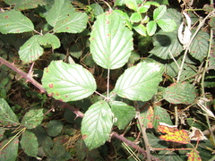 Rubus bifrons