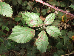 Rubus bifrons