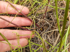 Nanobubon capillaceum