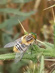 Scaptia auriflua