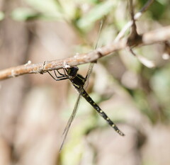 Synthemis eustalacta