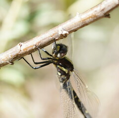 Synthemis eustalacta