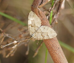 Chrysolarentia rhynchota
