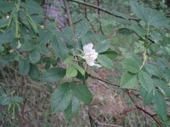 Rosa agrestis