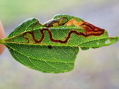 Stigmella ceanothi
