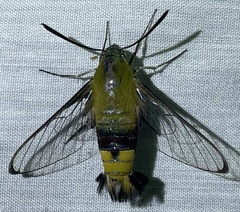 Cephonodes hylas virescens