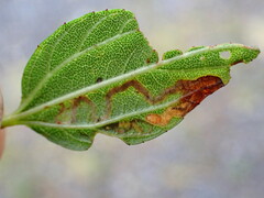 Stigmella ceanothi