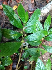 Elatostema reticulatum