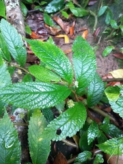 Elatostema reticulatum