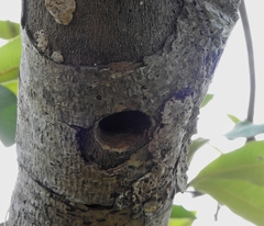 Psilopogon haemacephalus