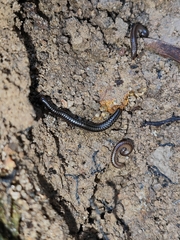 Anaulaciulus tonginus