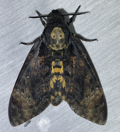 Death's-head Hawkmoths