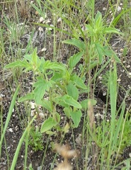 Nepeta multifida