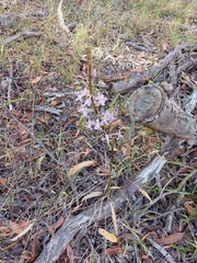 Dipodium pardalinum