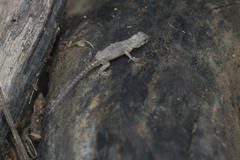 Sceloporus nelsoni