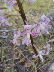 Dipodium pardalinum
