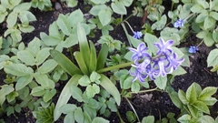 Hyacinthus orientalis