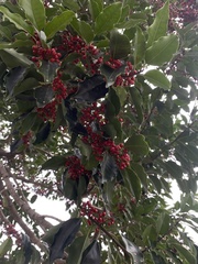 Ilex rotunda