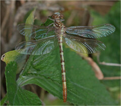 Austroepigomphus turneri