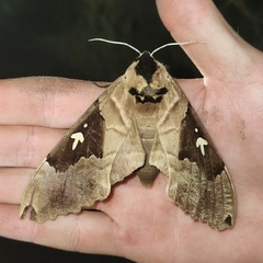 Lophostethus dumolinii