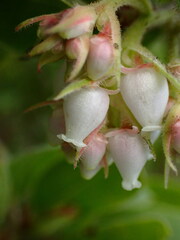 Arctostaphylos virgata