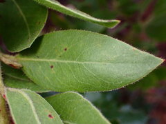 Arctostaphylos virgata
