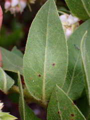 Arctostaphylos virgata