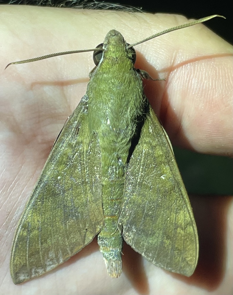 Nephele funebris