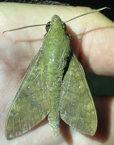 Nephele funebris