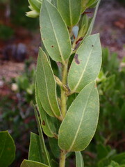 Arctostaphylos virgata