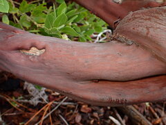 Arctostaphylos virgata