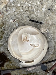 Astralium tentoriiforme