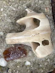 Astralium tentoriiforme