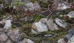 Selaginella rupestris