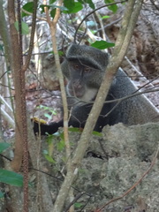 Cercopithecus mitis albogularis
