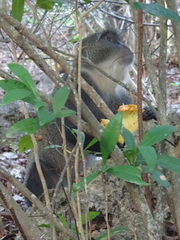 Cercopithecus mitis albogularis