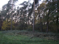 Rubus bifrons