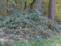 Rubus bifrons