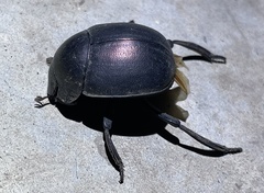 Chalconotus convexus