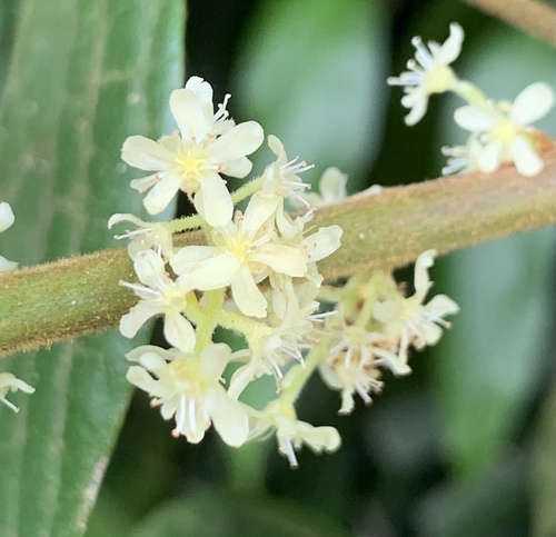 Agelaea borneensis observed 2023-01-19