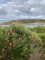 Banksia occidentalis