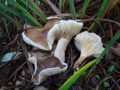 Ampulloclitocybe
