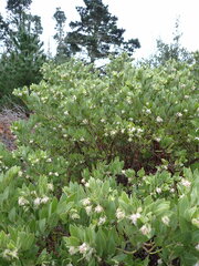 Arctostaphylos virgata
