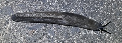 Urocyclus kirkii